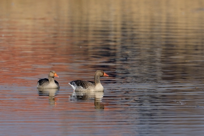 <i class='fa fa-user'></i>&nbsp;A.R. Janssens&nbsp;|   Grauwe Gans&nbsp; <i class='fa fa-eye'>&nbsp;303</i> &nbsp; <i class='fa fa-comment-o'>&nbsp;2</i>