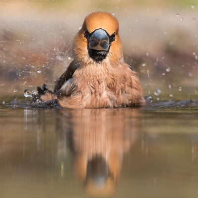 Wat een geweldige vogels, al helemaal als ze gaan badderen!!