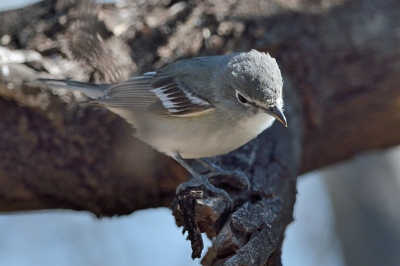 <i class='fa fa-user'></i>&nbsp;Gilbert Houtekamer&nbsp;|   Loodkleurige Vireo&nbsp; <i class='fa fa-eye'>&nbsp;308</i> &nbsp; <i class='fa fa-comment-o'>&nbsp;1</i>