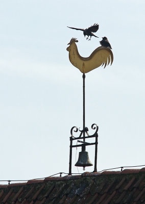 Het was zo grappig. Op de haan zaten een paar kauwtjes. Ik weet niet of de klok luidde, maar ineens veerde een kauwtje op en landde daarna weer op de haan.