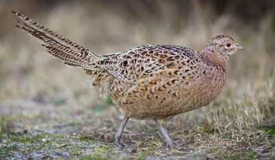 Ik ben deze week op Ameland begonnen met het fotograferen van vogels. Dat valt niet mee met een 135mm lens maar bleek niet onmogelijk. Door tips van deze site kon ik deze fazant vanmorgen vroeg op de plaat zetten door geduldig en gehurkt af te wachten totdat de fazant vanzelf dichterbij kwam.