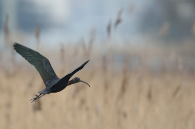 Deze mooie vogels, ze zijn met zijn vieren drie keer zien wegvliegen en weer terug komen. Ditmaal in de vlucht weten vast te leggen