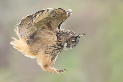 Volle concentratie voor de landing met poten vooruit.
Canon 5D MK3 + 500 F4 II uit de hand.