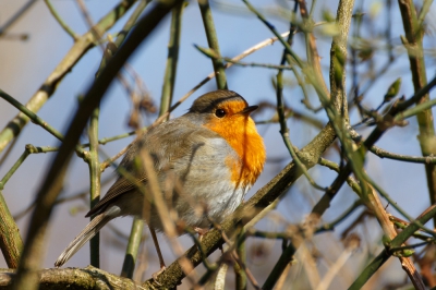 Er zitten nog net geen blaadjes aan de bomen dus deze takke-opdracht is precies op tijd. Deze roodborst zat veilig in zijn kooi van takken en liet mij mooi mijn nieuwe lens uitproberen. Een leuke uitdaging voor de focus.