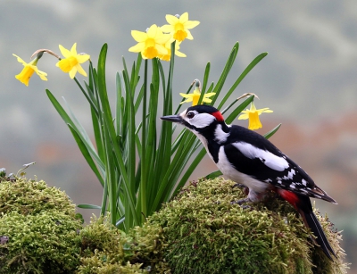 De combinatie van vogels en voorjaarsbloemen blijf ik onweerstaanbaar vinden.  Toen deze bonte jongeman een kijkje kwam nemen, precies voor het groepje narcissen was mijn dag weer goed.. Op hm had ik niet gerekend!