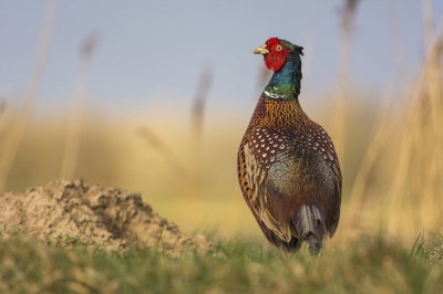 Er werd voor afgelopen zaterdagochtend minder tot slecht weer voorspeld. Maar in het begin van de ochtend was er toch een zacht zonnetje te zien.
En precies op dat moment kwam er een Fazant over de dijk gewandeld