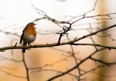 Tijdens een wandeling in het park zong dit vogeltje het hoogste lied. Ik vond het een takken foto.