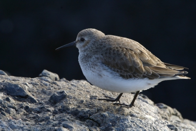 Vanorgen zonnig weer naast vele steenlopers ook paarse en bonte strandloper.
Met de nieuwe sigma 170-500 
F13 1/60 400