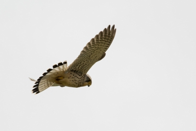 Mijn 2de foto op Birdpix. Helaas zit er wel een lange tijd tussen foto 1 en foto 2. Hopelijk keert de rust terug en kan ik weer wat vaker met mijn nieuwe hobby aan de slag. Was grauw weer met een beetje tegenlicht. Vond het wel een aparte foto. Ben benieuwd wat jullie er van vinden. Sta als beginnend vogel fotograaf open voor tips en trucs.