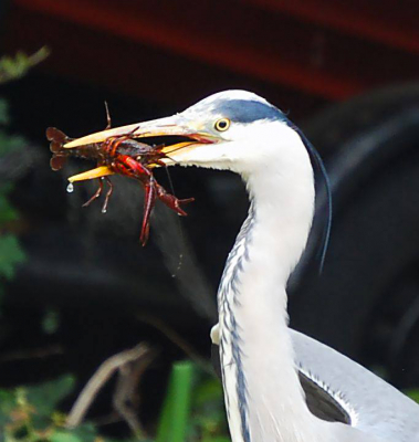 Ik kwam deze foto weer tegen verleden jaar gemaakt in het voorjaar. Gemaakt met mijn oude 50 x zoom weg gedaan voor de ruis. Maar toch bij zonder .Het lekker hapje kijkt verschikt voor hij naar binnen glijd