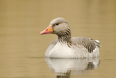 <i class='fa fa-user'></i>&nbsp;Annelies 't Hooft&nbsp;|   Grauwe Gans&nbsp; <i class='fa fa-eye'>&nbsp;335</i> &nbsp; <i class='fa fa-comment-o'>&nbsp;4</i>