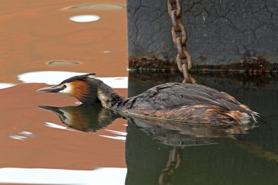 Hier op de Veluwe zie ik niet zoveel futen. Maar wat een hoeveelheid overal in Noord Holland te zien. Ook op het Marinapark waar we verbleven. Meerdere baltsende futen op het park gezien!