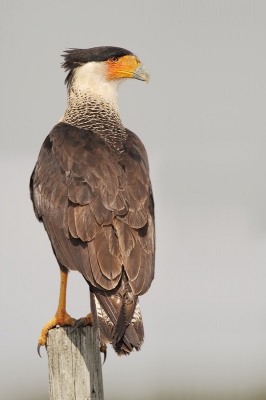 <i class='fa fa-user'></i>&nbsp;Wilfred Marissen&nbsp;|   Noordelijke Kuifcaracara&nbsp; <i class='fa fa-eye'>&nbsp;341</i> &nbsp; <i class='fa fa-comment-o'>&nbsp;6</i>