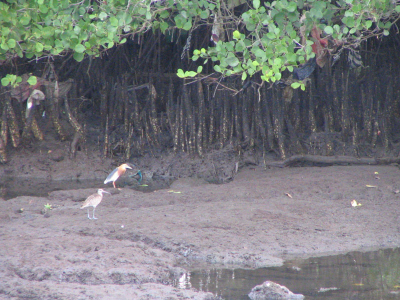De Pond-heron staat er op maar het was allemaal erg ver weg. In het Mangrove-bos waren ook Regenwulpen zoals hier te zien