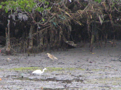 Kleine Zilvers ook in Bali. Samen met een Javan Pond-heron