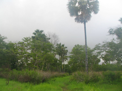 Toen ik ging vogelen in het Taman Nasional Bali Barat bleek het wilde tuincomplex de gemakkelijkste plek om veel vogels te zien