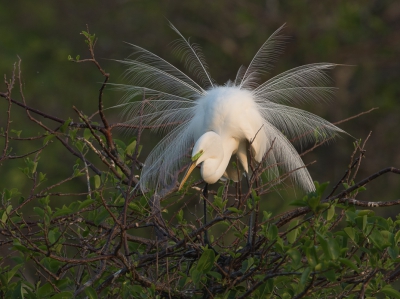 <i class='fa fa-user'></i>&nbsp;auk&nbsp;|   Grote Zilverreiger&nbsp; <i class='fa fa-eye'>&nbsp;692</i> &nbsp;<i class='fa fa-thumbs-up'>&nbsp;6</i> &nbsp; <i class='fa fa-comment-o'>&nbsp;11</i>