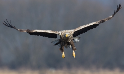 Je moet wel een beetje geluk hebben om een Zeearend frontaal te kunnen fotograferen.