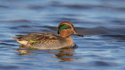 foto gemaakt tijdens het uitproberen van de nieuwe Tamron met goede weersomstandigheden in (pracht)hut van Wissenkerke.