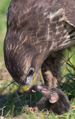 <i class='fa fa-user'></i>&nbsp;Edward van Altena&nbsp;|   Buizerd&nbsp; <i class='fa fa-eye'>&nbsp;840</i> &nbsp;<i class='fa fa-thumbs-up'>&nbsp;11</i> &nbsp; <i class='fa fa-comment-o'>&nbsp;9</i>
