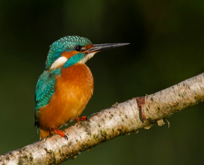 Een foto van al een tijdje terug. Eind augustus ontdekte ik een plaats waar een ijsvogel zich regelmatig liet zien. Ik ging er enkele keren zitten met de camera, maar hij wilde maar niet op de tak gaan zitten. Op een mooie zonnige dag zat het allemaal mee, de ijsvogel liet zich prachtig fotograferen. Ik was dan ook zeer tevreden met deze foto, omdat het de eerste keer was dat ik een ijsvogel had kunnen fotograferen.