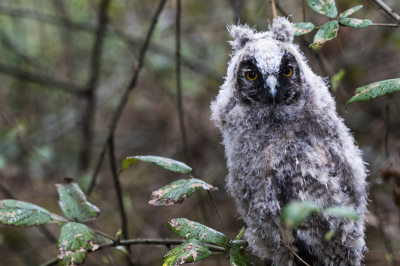 Donkere, grijze dag afgewisseld met regenbuien, maar gehoord dat er een ransuil gesignaleerd was op zo'n 600 meter vogelvlucht bij mij vandaan, die kans om hem te fotograferen liet ik me niet ontnemen, en met kloppend hart deze foto kunnen maken , hij of zij zat verscholen tussen hoge bramentakken. Dit is een broedgebied voor deze soort, maar voor mij was het een eerste ontmoeting met dit jonge exemplaar, die klaarblijkelijk door de ouders gevoed wordt.