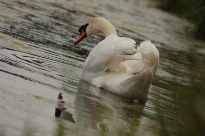 Canon EOS 600D- f/8 - 1/1250 sec. - ISO400 - 250 mm.
Half wantrouwend naar het hoofd met de lens wat achter de struiken naar hem loert: doorgaan met fourageren of toch weggaan? 
Standaart, maar soms toch ook elegante vogels die knobbelzwanen:)