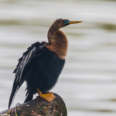 <i class='fa fa-user'></i>&nbsp;Paul van Gorp&nbsp;|   Amerikaanse Slangenhalsvogel&nbsp; <i class='fa fa-eye'>&nbsp;272</i> &nbsp; <i class='fa fa-comment-o'>&nbsp;4</i>