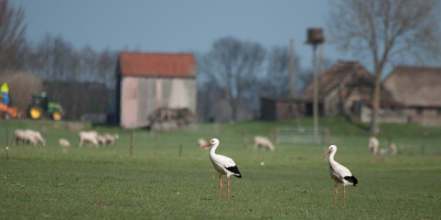 <i class='fa fa-user'></i>&nbsp;P.Teune&nbsp;|   Ooievaar&nbsp; <i class='fa fa-eye'>&nbsp;425</i> &nbsp; <i class='fa fa-comment-o'>&nbsp;10</i>