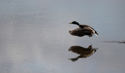Canon EOS 600D - f/5.6 - 1/2000 sec. - ISO-320 - 250mm.  
Wilde Eend in de vlucht, weerspiegeling en onscherpe vleugeltopjes bij vliegende vogels maken de foto altijd een stuk mooier dan een bevroren beeld vind ik zelf...