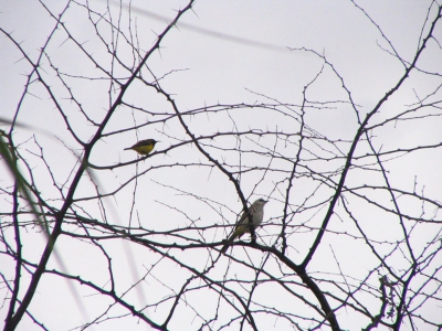 Een van de mooiste vogeltjes. Die nog eens heel dichtbij (1,5 m) kan komen. Als er tenminste wat te halen is: bloemen!
De grotere vogel is de Yellow-vented Bulbul