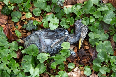 <i class='fa fa-user'></i> Roel Meijer | Blauwe Reiger  <i class='fa fa-eye'> 329</i>   <i class='fa fa-comment-o'> 0</i>
