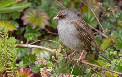 <i class='fa fa-user'></i>&nbsp;Paul Cools&nbsp;|   Vulkaanjunco&nbsp; <i class='fa fa-eye'>&nbsp;261</i> &nbsp; <i class='fa fa-comment-o'>&nbsp;1</i>