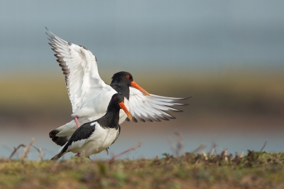 Het is inmiddels Lente, zo ook bij deze Scholeksters.