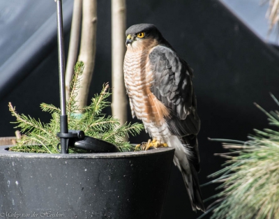 Geen perfecte foto, maar vond het bijzonder deze vogel in de tuin te hebben. Waarschijnlijk een Sperwer? 
Helaas zijn de andere vogels in de tuin niet zo blij met deze nieuwe kostganger..