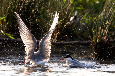 Ik had een 600mm lens gehuurd en zat in het avondlicht nog wat foto's te maken. Toen ging dit visdiefje badderen in het tegenlicht. Ik fotografeer af en toe vogels en wil dit vaker gaan doen. Vond deze wel aardig.