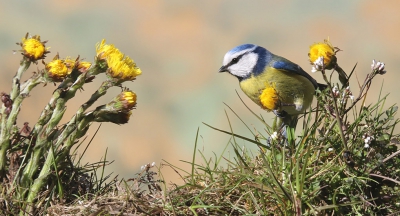 De felle 'zonnetjes' van het klein hoefblad in combinatie met het wat meer ingetogen geel en blauw van deze pimpel vormen een fijn voorjaarskijkspel naar mijn smaak...