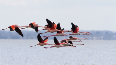 <i class='fa fa-user'></i>&nbsp;Gert-Jan Cromwijk&nbsp;|   Flamingo&nbsp; <i class='fa fa-eye'>&nbsp;594</i> &nbsp;<i class='fa fa-thumbs-up'>&nbsp;6</i> &nbsp; <i class='fa fa-comment-o'>&nbsp;12</i>