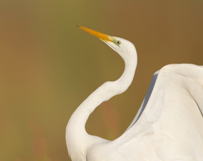 <i class='fa fa-user'></i>&nbsp;Edward van Altena&nbsp;|   Grote Zilverreiger&nbsp; <i class='fa fa-eye'>&nbsp;457</i> &nbsp;<i class='fa fa-thumbs-up'>&nbsp;1</i> &nbsp; <i class='fa fa-comment-o'>&nbsp;4</i>
