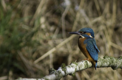 Deze ijsvogel liet zich tot op 10 meter benaderen.  Is ook aanwezig in een gebied waar veel gewandeld wordt, wellicht wat minder schuw daardoor.