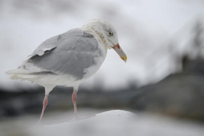 Het was windering en guur op Hornoya, maar dat mocht de pret niet drukken. Enorme hoeveelheden Zeekoeten, Alken, Kuifaalscholvers, een jonge Brunnich's Guillemot, Drieteenmeuwen en even 1 Grote Burgemeester. De oude baas wilde wel even meewerken en dus geprobeerd hem af te laten steken (voor zover mogelijk) in de sneeuw. Een half uur later werden we van het eiland gevacueerd ivm te harde wind. Want dan is de Baretsz-zee meedogeloos. Je maakt wat mee in Noord Noorwegen!