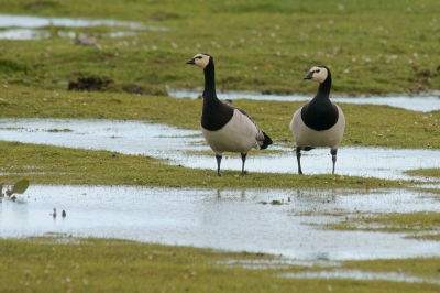 na veel regen veel plasdras in de Krimpenerwaard.
deze brandganzen zijn vaak op het zelfde stuk land te vinden en ook redelijk te benaderen.