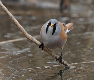 - Even snacken aan het water -

Baardmannetjes vlogen af en aan om insectenlarven uit het water te eten. Dit maakt het een van de weinige vogelsoorten die zowel zaden als insecten eten.