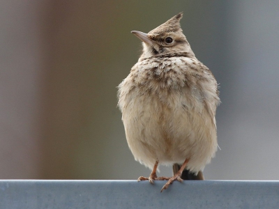 De enige in Nederland verblijvende kuifleeuwerik volgens een vogelsite
Drie keer wezen zoeken en vandaag geluk