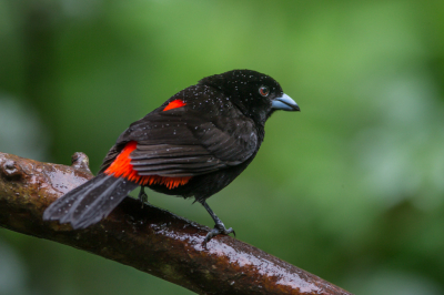 Een veel voorkomende soort, hij ziet er het zelfde uit dan de Cherry tanager, maar de Passerini komt alleen voor aan de Caribische kant ben de Cherry aan de Pacific kant. de vrouwtjes zijn wel verschillend en die komen nog langs.