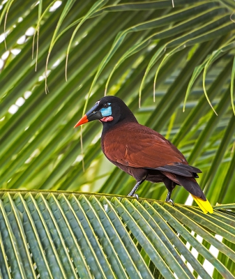 <i class='fa fa-user'></i>&nbsp;Bert Ooms&nbsp;|   Montezumaoropendola&nbsp; <i class='fa fa-eye'>&nbsp;378</i> &nbsp; <i class='fa fa-comment-o'>&nbsp;9</i>