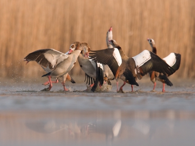 <i class='fa fa-user'></i>&nbsp;EV&nbsp;|   Nijlgans&nbsp; <i class='fa fa-eye'>&nbsp;374</i> &nbsp;<i class='fa fa-thumbs-up'>&nbsp;1</i> &nbsp; <i class='fa fa-comment-o'>&nbsp;4</i>