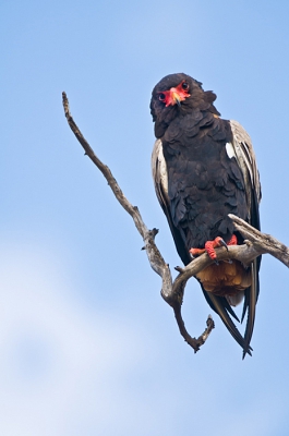 "Eagle Eye" - En van de mooiste arenden, vind ik zelf, maar zelden blijven ze zitten poseren voor de foto.
Masai Mara, Kenia.