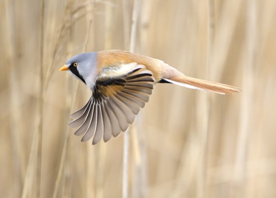 baardman in vlucht, het was me nog nooit eerder gelukt, maar ik ben er zeer content mee. Helaas zat hij te veel in de linker bovenhoek anders had het qua compositie iets beter gekund. www.natuurflits.nl