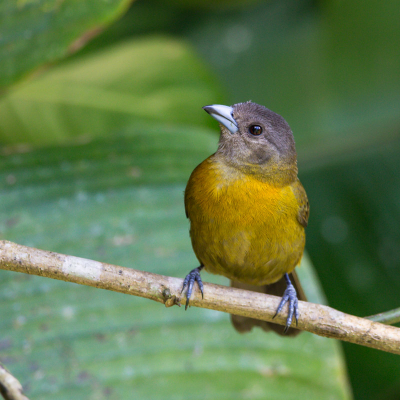 Dit vrouwtje van de Passerini's tanager verschild van de Cherrie tanager, maar de mannetjes zien er het zelfde uit, zie eerdere upload.